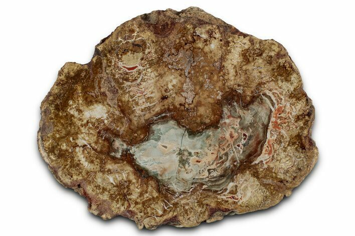Beautiful Petrified Wood (Araucaria) Slab - Madagascar #355346